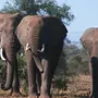 Африканский слон индийский слон