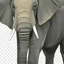 Картинка Слона Для Детей На Белом Фоне