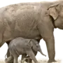 Картинка Слона Для Детей На Белом Фоне