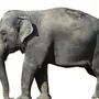 Картинка слона для детей на белом фоне