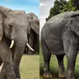 Индийский Слон