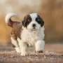 Сенбернар собака щенки
