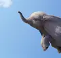 Слоненок Дамбо