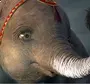 Слоненок дамбо