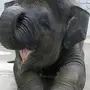 Слон смешные картинки