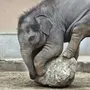 Слон смешные картинки