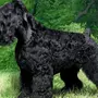 Черный Терьер Собаки