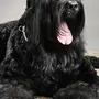 Черный терьер собаки