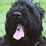 Черный Терьер Собаки