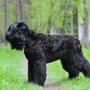 Черный терьер собаки