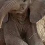 Довольный слон