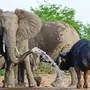 Довольный Слон