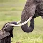 Довольный слон