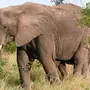 Африканский Слон