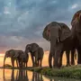 Африканский Слон