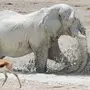 Белый Слон
