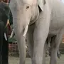 Белый слон