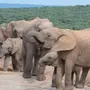 Виды Слонов С Названиями