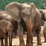 Виды слонов с названиями