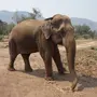 Виды слонов с названиями