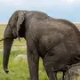 Как выглядит слон картинка