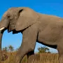 Как выглядит слон картинка