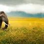 Скачать Слона