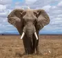 Скачать слона