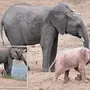 Розовый Слон