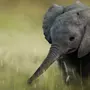 Картинки со слонами
