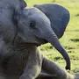 Слоненок картинка