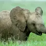 Милые слоники картинки