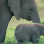 Милые слоники картинки