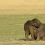 Слон и слоненок