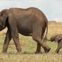Слон И Слоненок