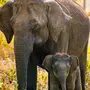 Слон И Слоненок