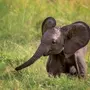 Хобот Слона