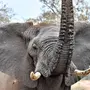 Категория Слоны