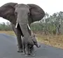 Хобот слона