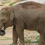 Хобот Слона