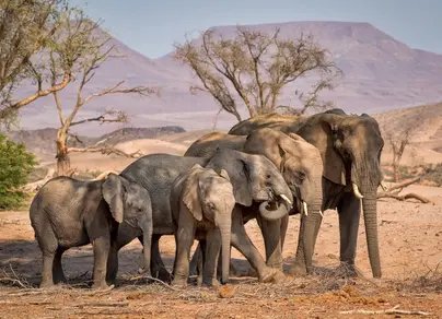 Слоны хорошего качества в дикой природе