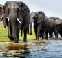 Слоны Хорошего Качества В Дикой Природе