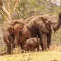 Слоны Хорошего Качества В Дикой Природе