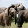 Слоны хорошего качества в дикой природе