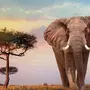 Слоны В Природе