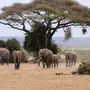 Слоны В Природе