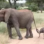 Хвост слона