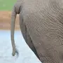 Хвост Слона