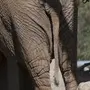 Хвост Слона