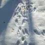 Следы Лося На Снегу